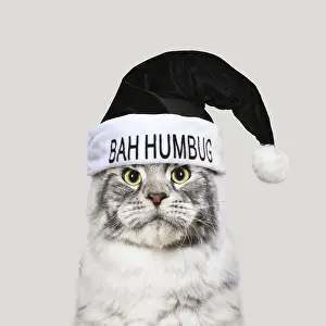 Coons: Maine Coon Cat wearing bah humbug Christmas hat