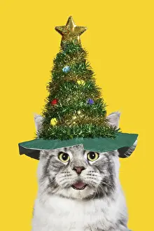Coons: Maine Coon Cat wearing Christmas tree hat