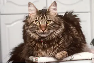 Coons: MAINE COON CAT - wearing collar, sitting in kitchen