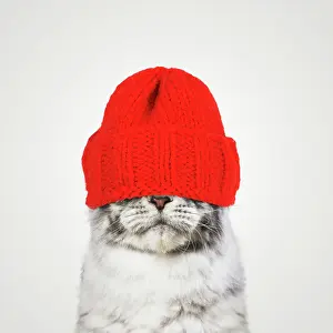 Coons: Maine Coon Cat wearing red woolly hat over its face