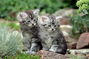 Spec: Maine Coon domestic cat (Silvestris domestic spec.)