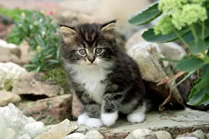 Spec: Maine Coon domestic cat (Silvestris domestic spec.)