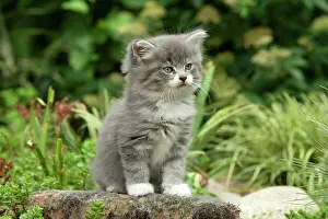 Spec: Maine Coon domestic cat (Silvestris domestic spec.)