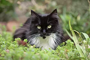 Spec: Maine Coon domestic cat (Silvestris domestic spec.)