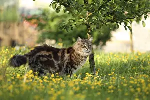 Unsharp: Maine Coon female in the grass under a bush France