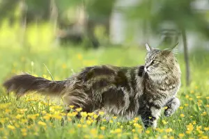 Hunted: Maine Coon female in the grass looking backwards