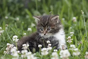 Fabale: Maine Coon kitten in the grass amid clovers France