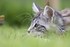 Hunted: Maine Coon kitten hunting in the grass France