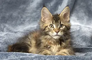 Cute Kittens By Jean-Michel Labat: Maine Coon kitten inside