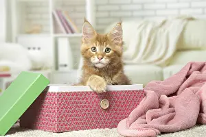 Boxes: Maine Coon kitten inside