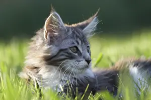 Outs: Maine Coon kitten lying in the grass France