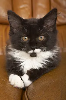 Sofa: Maine Coon kitten lying on a leather sofa