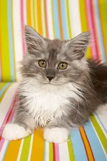 Armchair: Maine Coon kitten lying on a multicoloured armchair