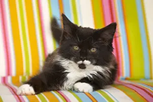 Armchair: Maine Coon kitten lying on a multicoloured armchair