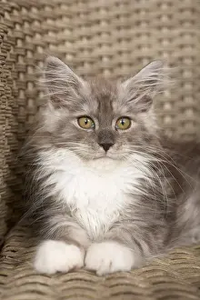 Curiosities: Maine Coon kitten lying on an osier armchair