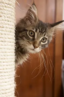 Vibrissa: Maine Coon kitten near a cat tree