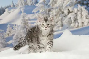 Maine Coon kitten outdoors in winter