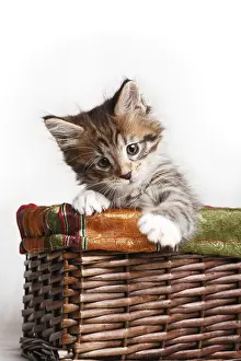 Osier: Maine Coon kitten playing in osier basket in studio