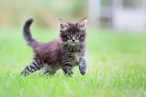 Lawns: Maine Coon kitten walking in a lawn, Haut Rhin