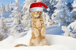 040718: Maine Coon kitten wearing Christmas hat outdoors