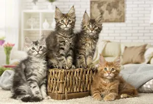 Cute Kittens By Jean-Michel Labat: Maine Coon kittens indoors