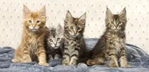 Cute Kittens By Jean-Michel Labat: Maine Coon kittens indoors
