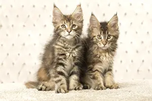 Cute Kittens By Jean-Michel Labat: Maine Coon kittens indoors