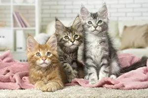 Coons: Maine Coon kittens indoors