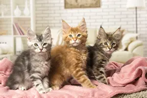 Coons: Maine Coon kittens indoors