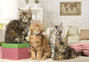 Boxes: Maine Coon kittens indoors