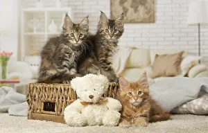 Baskets: Maine Coon kittens indoors