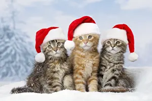 040718: Maine Coon kittens in the snow in winter wearing