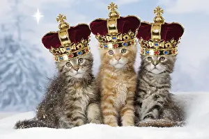 Wise: Maine Coon kittens in the snow in winter wearing crowns