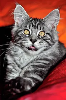 Articles: Maine Coon male cat