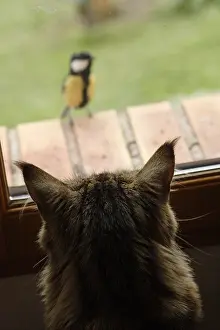 Surveillance: Maine Coon she-cat watching a Tit behind the window France