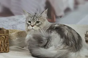 Coons: Maine Coon Silver Tabby cat indoors