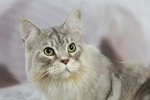 Coons: Maine Coon Silver Tabby cat indoors