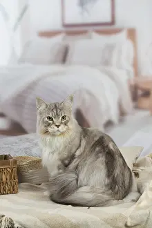 Coons: Maine Coon Silver Tabby cat indoors