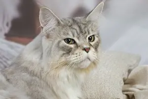 Coons: Maine Coon Silver Tabby cat indoors