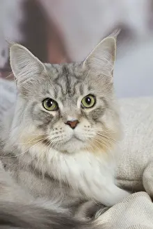 Coons: Maine Coon Silver Tabby cat indoors