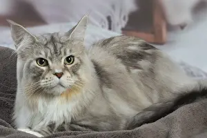 Coons: Maine Coon Silver Tabby cat indoors
