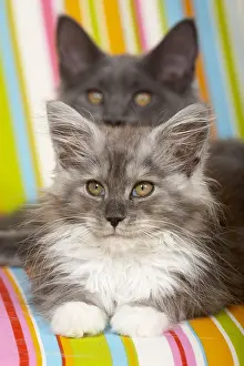 Coons: Two Maine Coons kittens lying on a multicoloured armchair