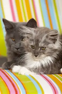 Coons: Two Maine Coons kittens lying on a multicoloured armchair