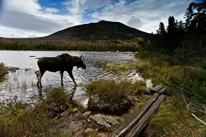 B Moose Peterson: Maine Moose walking through water - Maine Moose