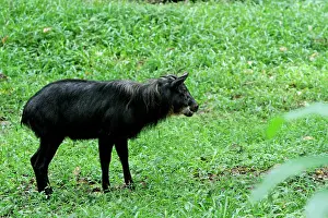 Serow: Mainland / Southern Serow