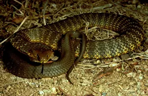 Scutatus: Mainland tiger snake - flickering its tongue