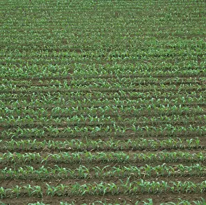 Maize: Maize crop