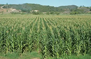 Maize: Maize crop, Algarve, Portugal