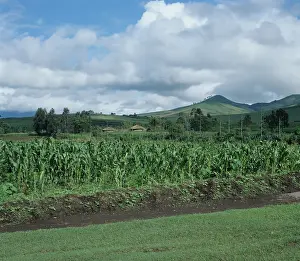 Maize: Maize crop and farmland, Tanzania