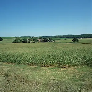 Maize: Maize crop near Bordeaux, France